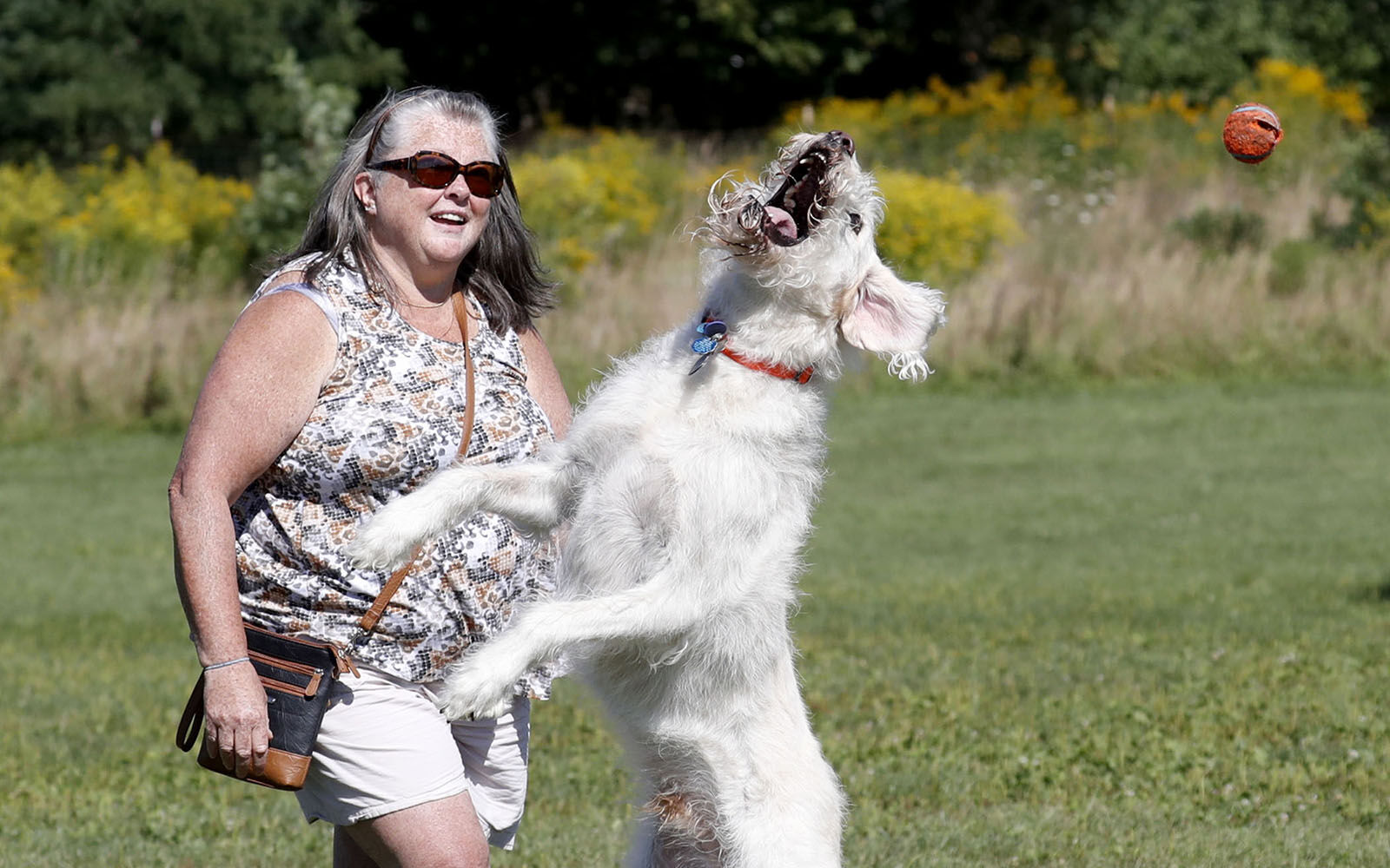 Dog park